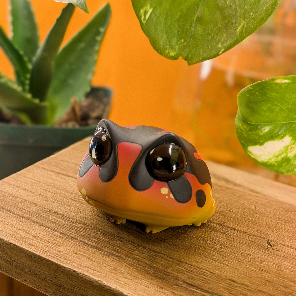 Toady Oophanga Frog · Pocket
