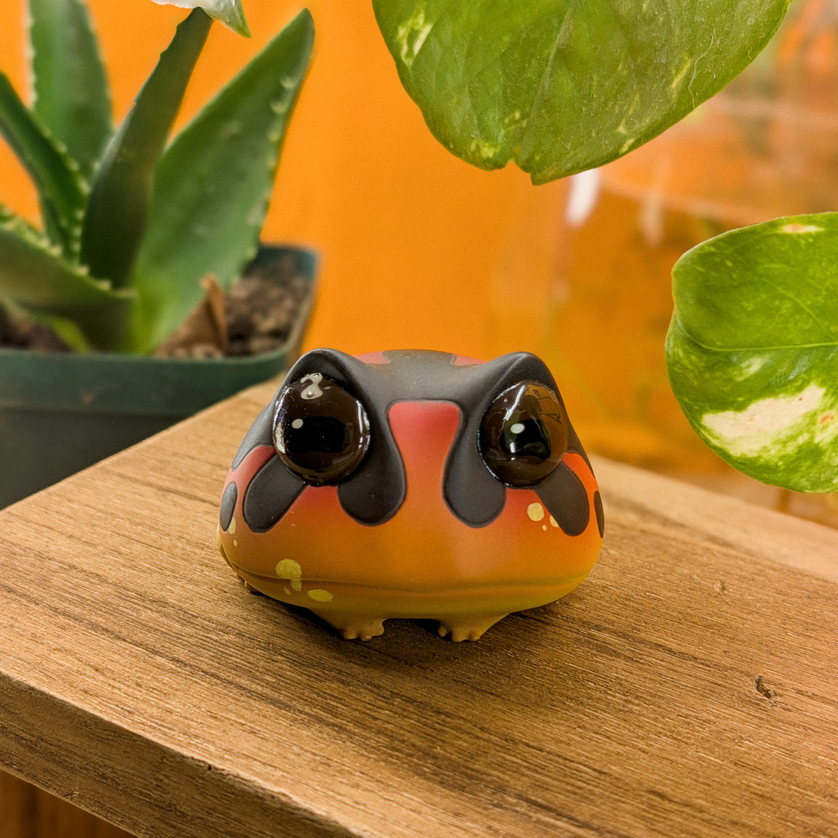 Toady Oophanga Frog · Pocket