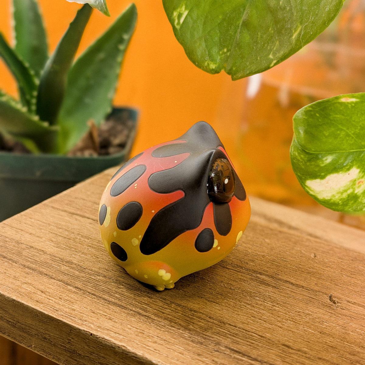 Toady Oophanga Frog · Pocket