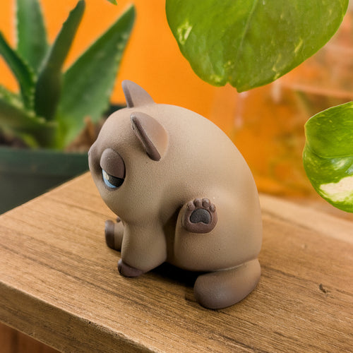 Furrnado Siamese · Standard