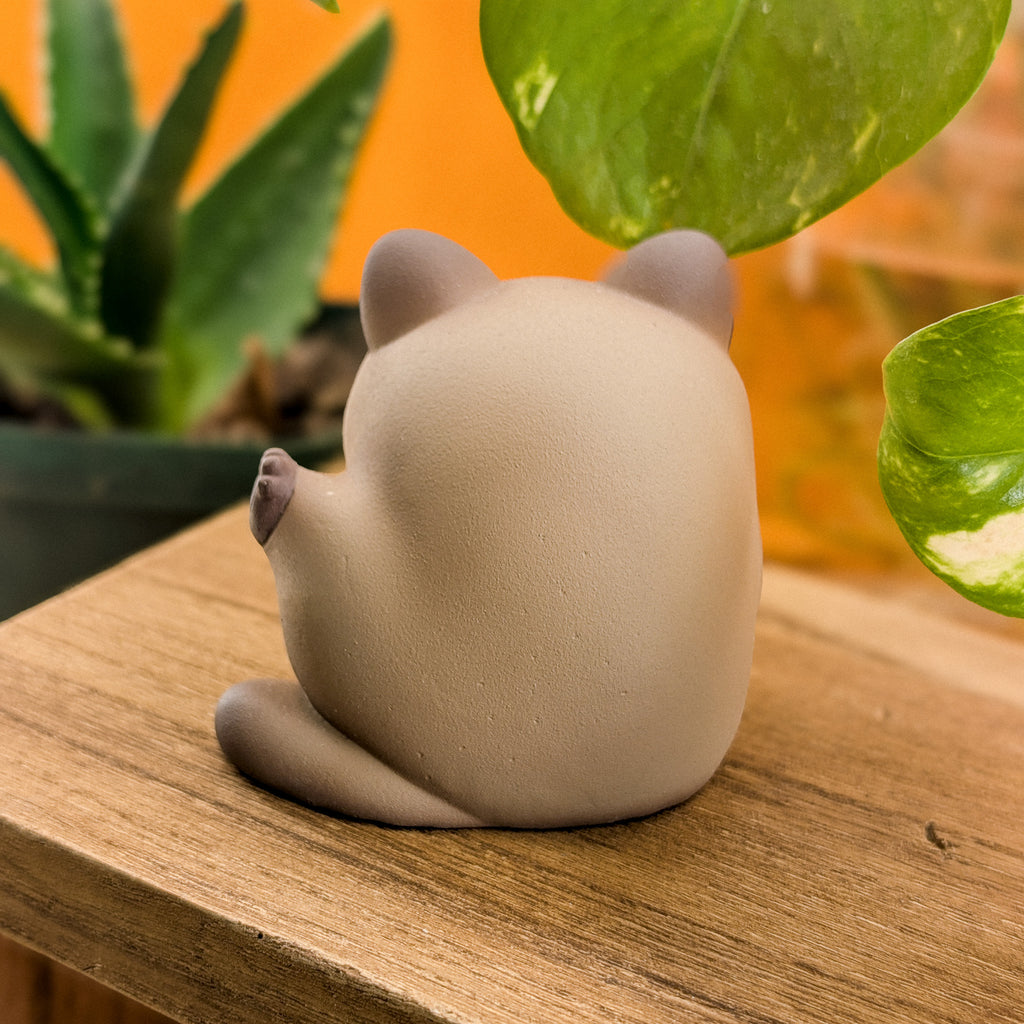 Furrnado Siamese · Standard