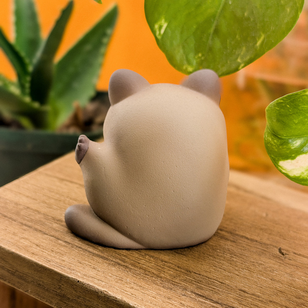 Furrnado Siamese · Standard